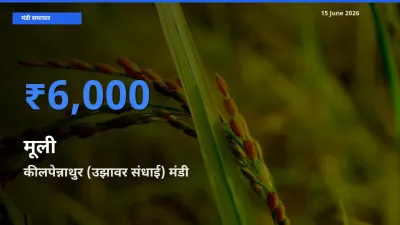 किसानों की पसंद बना कीलपेन्नाथुर (उझावर संधाई), मूली के सबसे अच्छे दाम