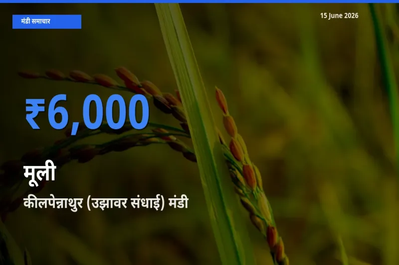 किसानों की पसंद बना कीलपेन्नाथुर (उझावर संधाई), मूली के सबसे अच्छे दाम