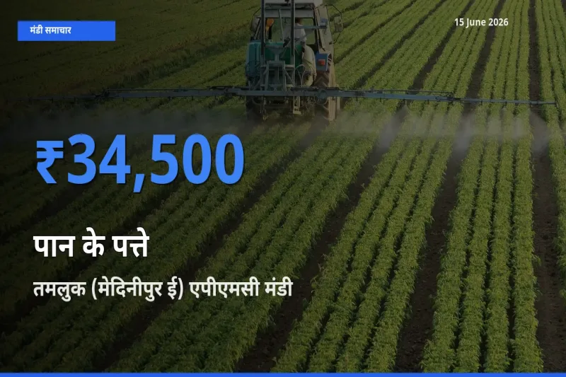 टॉप मंडी बना तमलुक (मेदिनीपुर ई) एपीएमसी! पान के पत्ते के सबसे ऊँचे दाम यहीं दर्ज