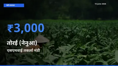 बाज़ार संकेत: एसएमवाई तकर्ला बना तोरई (नेनुआ) के लिए आज की टॉप मंडी