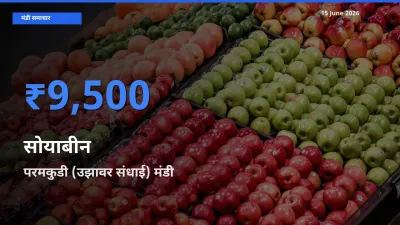 परमकुडी (उझावर संधाई) मंडी में सोयाबीन ₹9,500 पर पहुँचा – आज का सर्वोच्च भाव