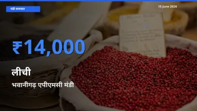 टॉप मंडी बना भवानीगढ़ एपीएमसी! लीची के सबसे ऊँचे दाम यहीं दर्ज
