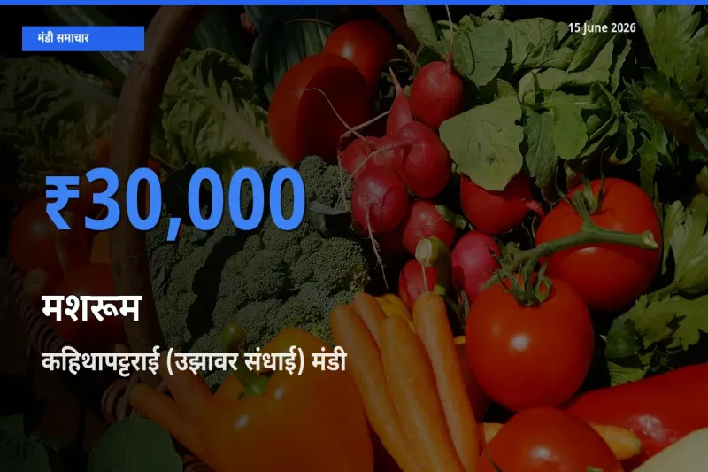 कहिथापट्टराई (उझावर संधाई) मंडी में मशरूम ₹30,000 पर पहुँचा – आज का सर्वोच्च भाव