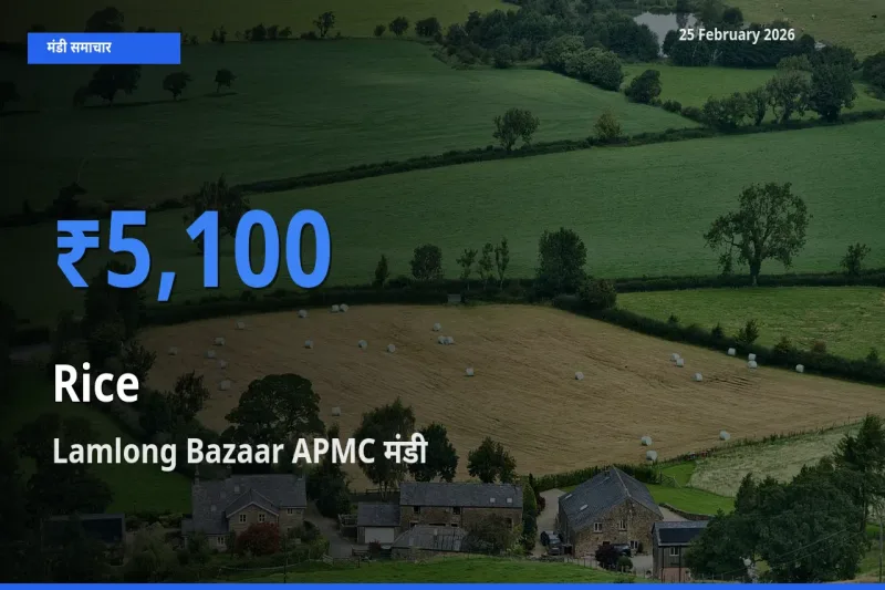 किसानों की पसंद बना Lamlong Bazaar APMC, Rice के सबसे अच्छे दाम