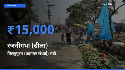 बाज़ार संकेत: विल्लुपुरम (उझावर संधाई) बना रजनीगंधा (ढीला) के लिए आज की टॉप मंडी