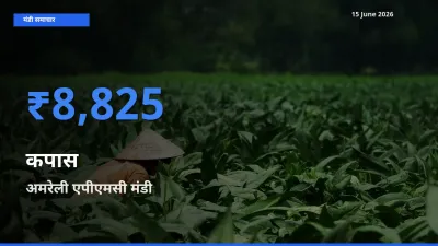 आज कपास के सबसे ऊँचे दाम ₹8,825 अमरेली एपीएमसी मंडी में