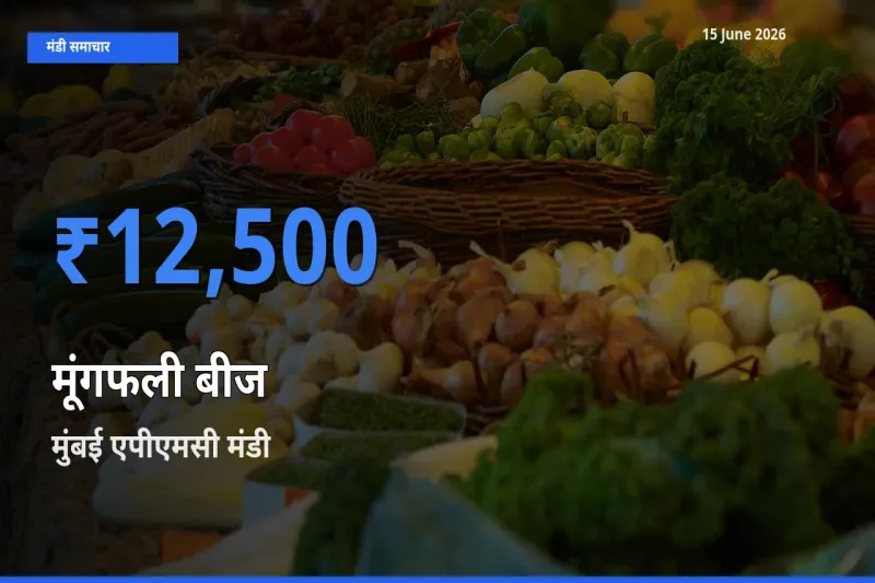 मुंबई एपीएमसी मंडी में मूंगफली बीज ₹12,500 पर पहुँचा – आज का सर्वोच्च भाव