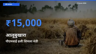 पीएमवाई ढली शिमला मंडी में आलूबुखारा ₹15,000 पर पहुँचा – आज का सर्वोच्च भाव