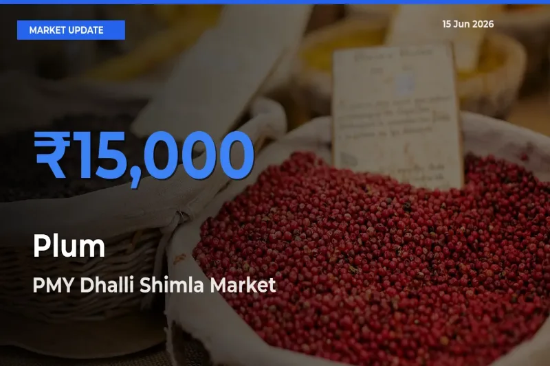 Farmers Prefer PMY Dhalli Shimla as Plum Hits Highest Rate