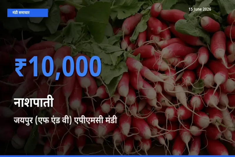टॉप मंडी बना जयपुर (एफ एंड वी) एपीएमसी! नाशपाती के सबसे ऊँचे दाम यहीं दर्ज