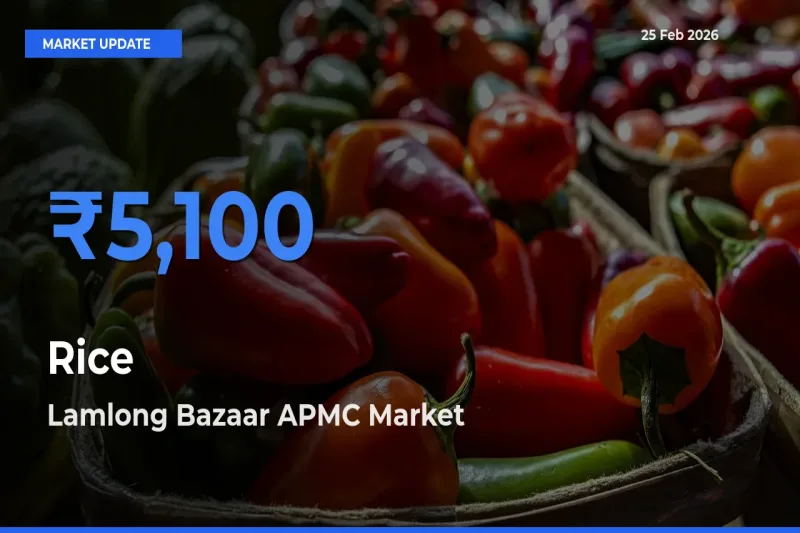 Market Watch: Lamlong Bazaar APMC Becomes Top Mandi for Rice