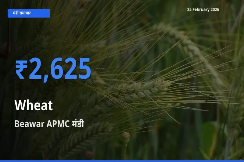आज Wheat के सबसे ज़्यादा दाम Beawar APMC मंडी में दर्ज