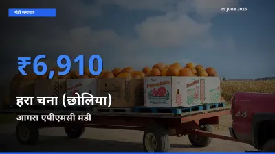 आगरा एपीएमसी में हरा चना (छोलिया) का आज सबसे ऊँचा भाव