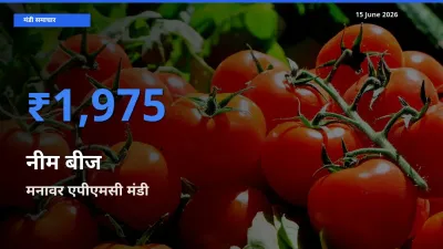 टॉप मंडी बना मनावर एपीएमसी! नीम बीज के सबसे ऊँचे दाम यहीं दर्ज