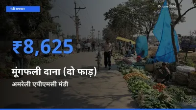 आज का मंडी भाव: मूंगफली दाना (दो फाड़) के सबसे ज़्यादा दाम अमरेली एपीएमसी में