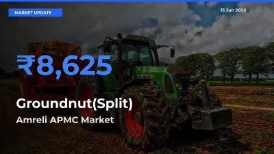 Groundnut(Split) Mandi Rate Today: Amreli APMC Tops the List