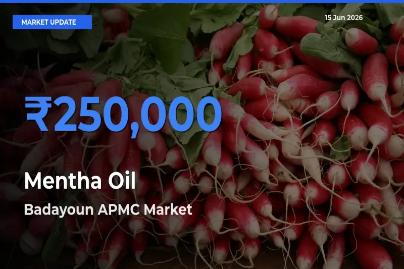Badayoun APMC Records Highest ₹250,000 Rate for Mentha Oil