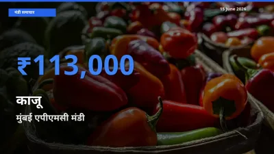 मुंबई एपीएमसी मंडी में काजू ₹113,000 पर पहुँचा – आज का सर्वोच्च भाव