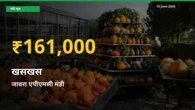 30 दिनों में सबसे ऊँचे स्तर पर खसखस के दाम, जावरा एपीएमसी में उछाल