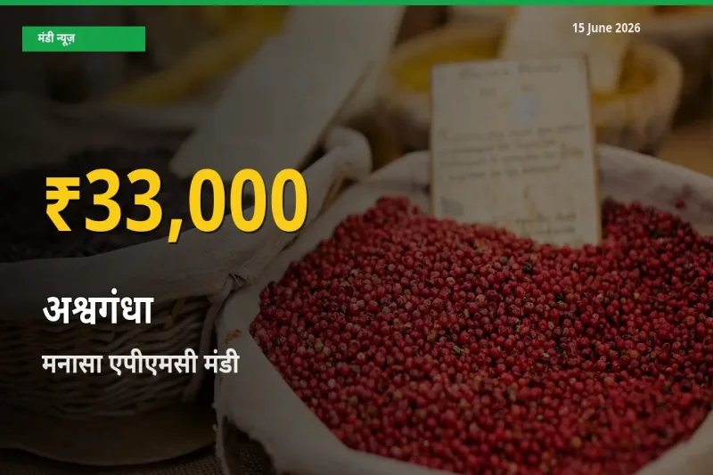 अश्वगंधा के दामों ने बनाया नया रिकॉर्ड, मनासा एपीएमसी में तेज़ी