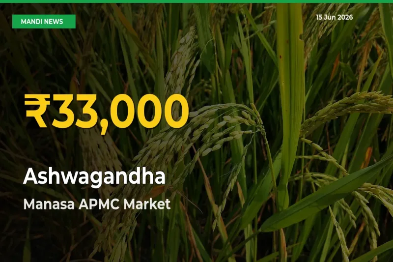 Ashwagandha Price Hits New High in Manasa APMC Today – Check Latest Mandi Rates