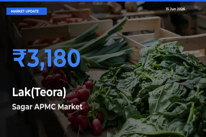 Market Watch: Sagar APMC Becomes Top Mandi for Lak(Teora)