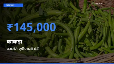 15 June अपडेट: काकड़ा के सबसे ऊँचे दाम वडासेरी एपीएमसी मंडी में