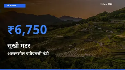 15 June अपडेट: सूखी मटर के सबसे ऊँचे दाम आसनसोल एपीएमसी मंडी में