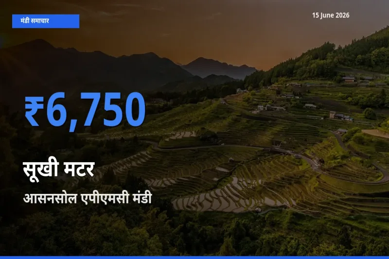 15 June अपडेट: सूखी मटर के सबसे ऊँचे दाम आसनसोल एपीएमसी मंडी में