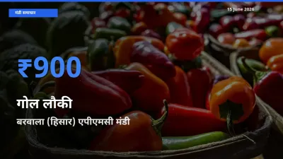 बाज़ार संकेत: बरवाला (हिसार) एपीएमसी बना गोल लौकी के लिए आज की टॉप मंडी