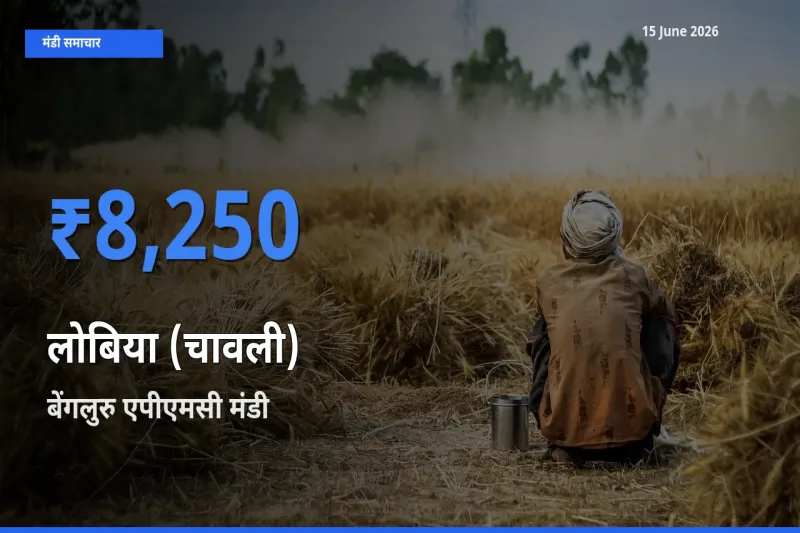 बेंगलुरु एपीएमसी मंडी में लोबिया (चावली) ₹8,250 पर पहुँचा – आज का सर्वोच्च भाव