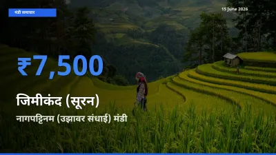 बाज़ार संकेत: नागपट्टिनम (उझावर संधाई) बना जिमीकंद (सूरन) के लिए आज की टॉप मंडी