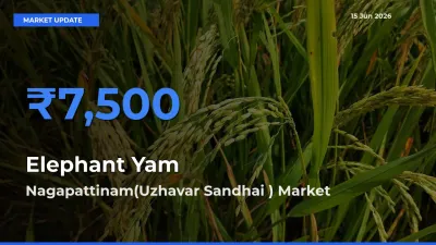 Nagapattinam(Uzhavar Sandhai ) Tops Elephant Yam Rates – June 15 Market Update