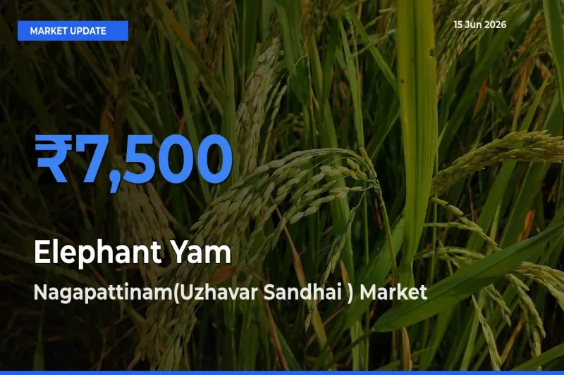 Nagapattinam(Uzhavar Sandhai ) Tops Elephant Yam Rates – June 15 Market Update