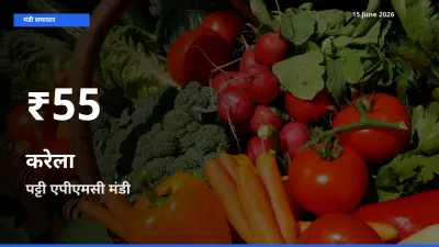 पट्टी एपीएमसी में करेला ₹55 पर गिरा – 30 दिन का न्यूनतम भाव