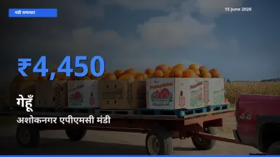 15 June अपडेट: गेहूँ के सबसे ऊँचे दाम अशोकनगर एपीएमसी मंडी में