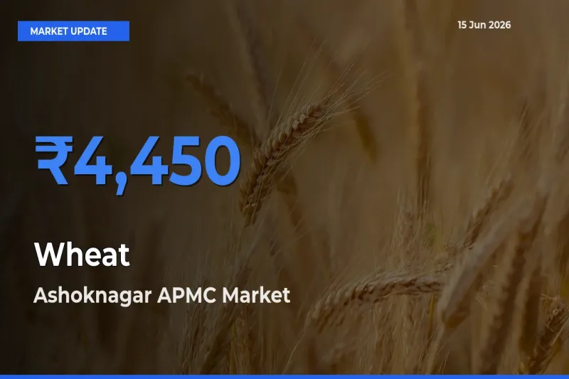 Ashoknagar APMC Tops Wheat Rates – June 15 Market Update