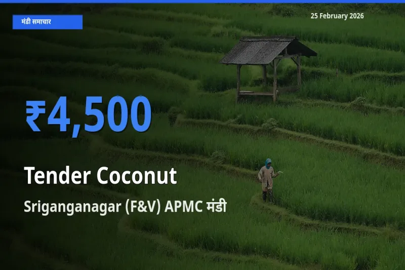 टॉप मंडी बना Sriganganagar (F&V) APMC! Tender Coconut के सबसे ऊँचे दाम यहीं दर्ज
