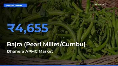 Market Watch: Dhanera APMC Becomes Top Mandi for Bajra (Pearl Millet/Cumbu)