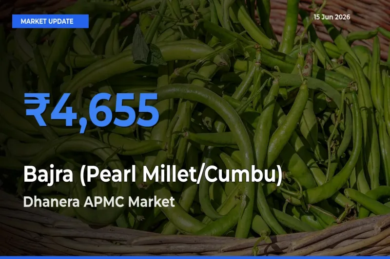 Market Watch: Dhanera APMC Becomes Top Mandi for Bajra (Pearl Millet/Cumbu)