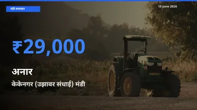 केकेनगर (उझावर संधाई) मंडी में अनार ₹29,000 पर पहुँचा – आज का सर्वोच्च भाव