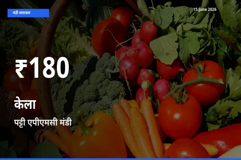 रिकॉर्ड गिरावट नहीं, लेकिन 30 दिन का न्यूनतम! पट्टी एपीएमसी में केला के दाम फिसले