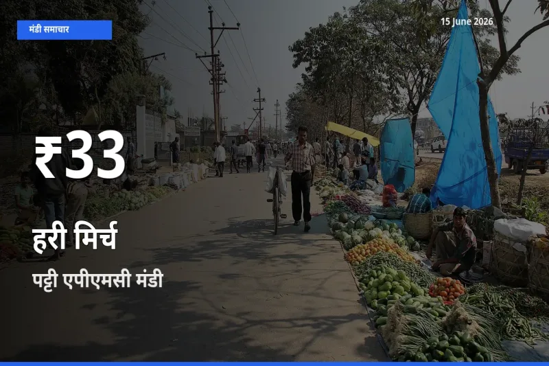 पट्टी एपीएमसी में हरी मिर्च ₹33 पर गिरा – 30 दिन का न्यूनतम भाव