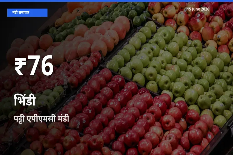 तेज़ गिरावट! पट्टी एपीएमसी में भिंडी के दाम 30 दिन के निचले स्तर पर