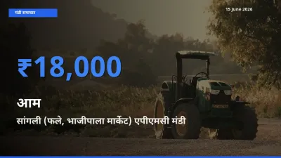 किसानों की पसंद बना सांगली (फले, भाजीपाला मार्केट) एपीएमसी, आम के सबसे अच्छे दाम