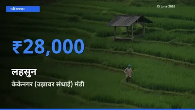 15 June अपडेट: लहसुन के सबसे ऊँचे दाम केकेनगर (उझावर संधाई) मंडी में
