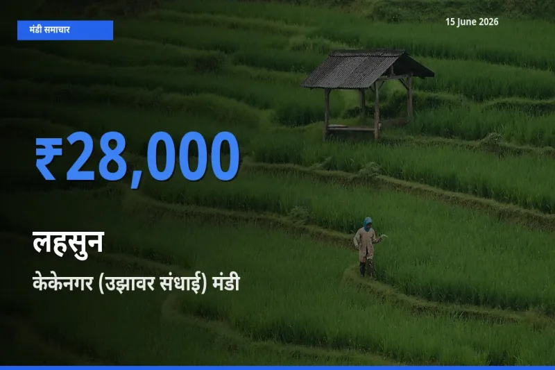 15 June अपडेट: लहसुन के सबसे ऊँचे दाम केकेनगर (उझावर संधाई) मंडी में
