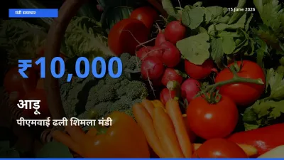 पीएमवाई ढली शिमला मंडी में आज आड़ू के सबसे ऊँचे दाम दर्ज
