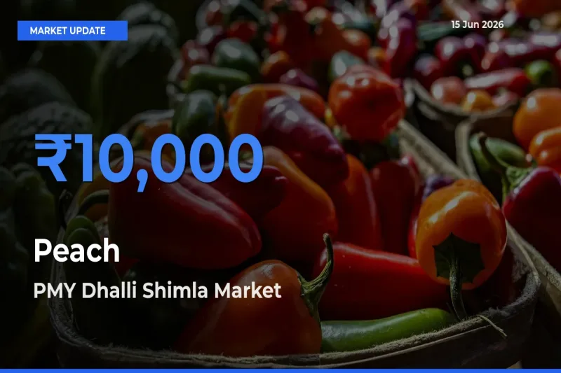 PMY Dhalli Shimla Tops Peach Rates – June 15 Market Update