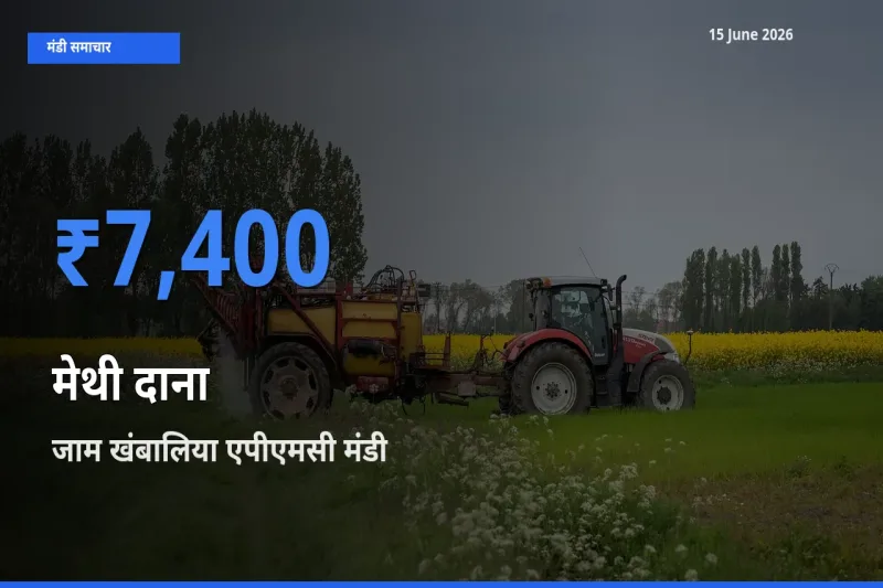 जाम खंबालिया एपीएमसी में मेथी दाना का आज सबसे ऊँचा भाव